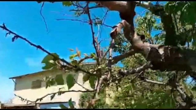 Прививка слив на абрикосе-четыре вида слив и четыре ви смотреть онлайн