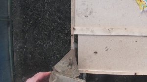 пчела Карника