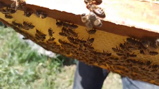 🐝 Расширение отводок. Сушь и вощина. Кочевые пчелы смотреть онлайн