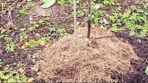 Как укрыть черевишню на зиму (а также  яблоню, грушу)