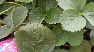 Саженцы клубники Петра Брина и др обзор