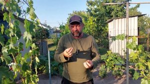 Обзор сорта винограда Радуга(Веселка)