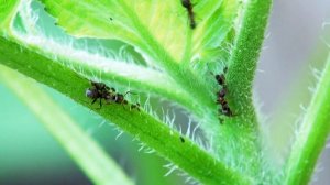 Никакой ХИМИИ! –ГОРЧИЦА против ТЛИ