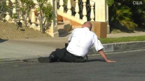 Пчёлы напали на полицейского. Нашествие пчёл в Лос-Анд