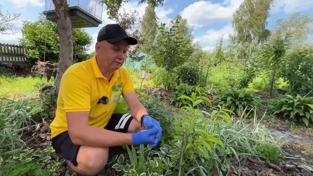 Не просыпаются саженцы.Как оживить саженец. смотреть онлайн