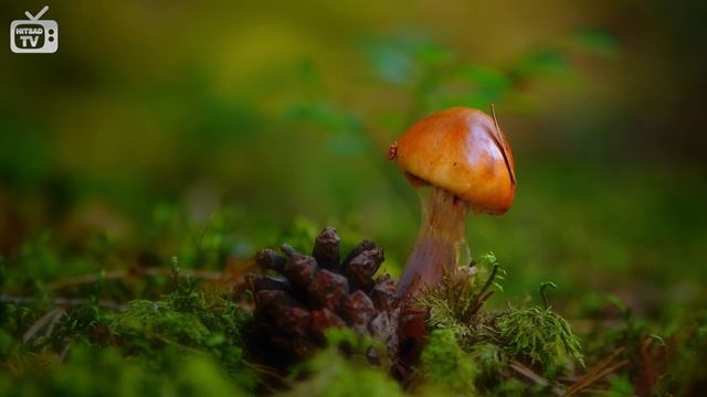 Грибы на даче 🍄 Какие грибы можно вырастить на своем ?