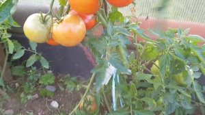 Сорт томата Джина ТСТ  (открытый грунт)  02,09,23