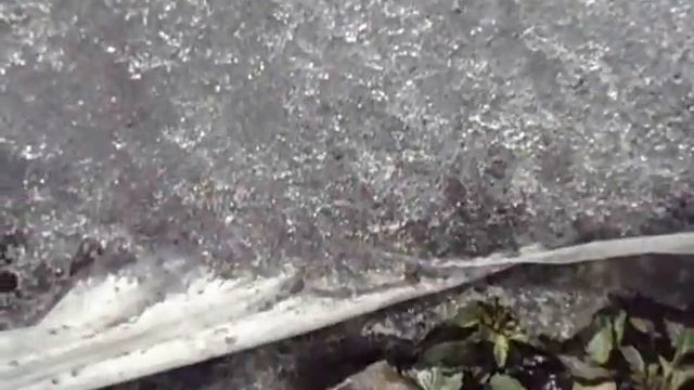 КОГДА ЛУЧШЕ ПОСЕЯТЬ ВИОЛУ НА РАССАДУ  Видеоурок Ольги смотреть онлайн