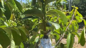 Результат прививки хурмы в начале марта. Хурма