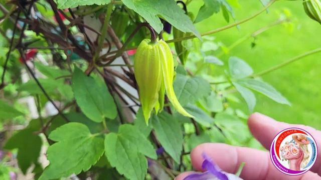 Подбор сортов клематисов в красивые сочетания. Княжик смотреть онлайн