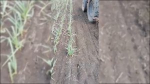 Выращивание чеснока