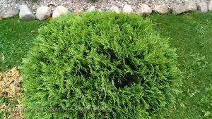 КАК подготовить хвойники  к ЗИМЕ.