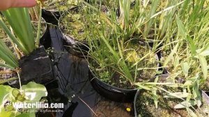 Сусак зонтичный водное растение для пруда