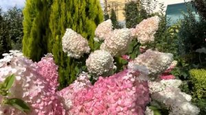 ГЛАВНАЯ ПОДКОРМКА для ГОРТЕНЗИЙ осенью 🍁 | Уход за го?