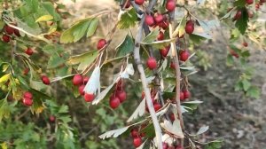 🌱 Полезные свойства плодов шиповника, боярышника и к?