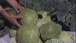 Лечение растений. Метод Миттлайдера. Технология изоби