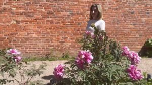Древовидный пион: посадка, уход и размножение , легко
