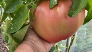 Сердце Виктория , томат новинка сезона 2025 г.