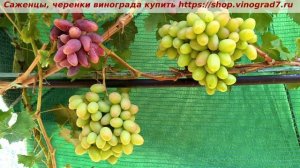 Виноград 3.08.2025 г. ПРЕРИЯ, селекция Калугина. Не окрасил