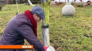 БИНТ ДЛЯ ДЕРЕВЬЕВ от морозобоин и ожогов на коре