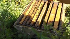 замена в семье пчел старой плодной матки на молодую пл