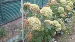 Обрезка Древовидной и Дуболистной Гортензии 04.10.2017г.