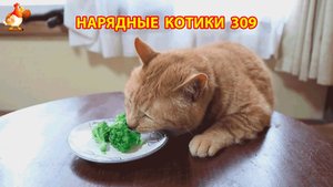 Нарядные Котики расслабляются на солнышке 🌞 🐈🐈🐈 (309)