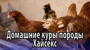 Домашние куры яичной породы Хайсекс