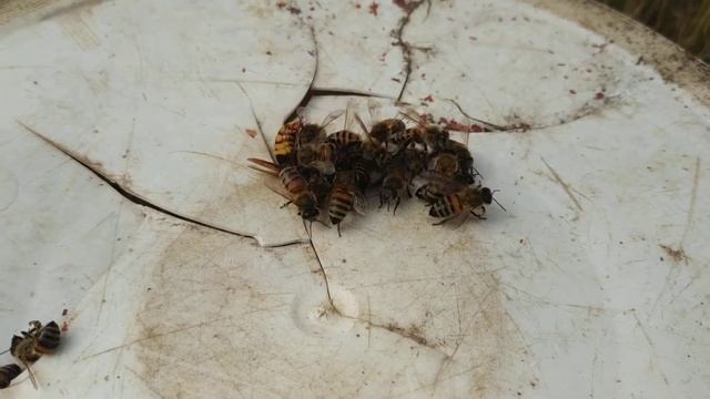 Нападение пчел на шершня смотреть онлайн