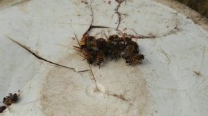 Нападение пчел на шершня