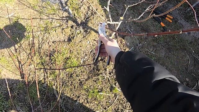 обрезка персика.формировка чашей.2021 год ( 1 часть) смотреть онлайн