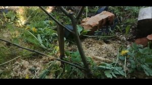 25.05.2025г. Первое цветение яблони сорта Штрейфлинг (Осен?