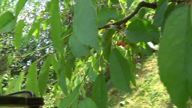 ФОРМИРОВКА ЧЕРЕШНИ от мая до июня через год. Веретено ? смотреть онлайн