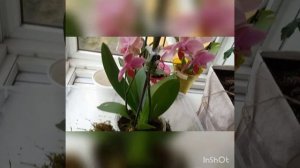 #пересадка орхидеи в лесной мох