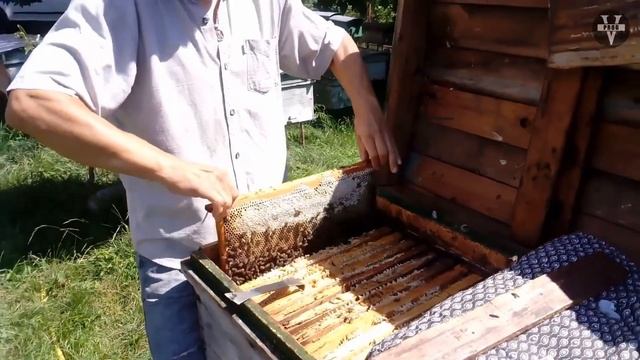 КАВКАЗСКАЯ ПЧЕЛА! Все о грузинской пчеле или кавказян? смотреть онлайн