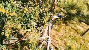 Сосна ниваки из сосны обыкновенной своими руками в ст?