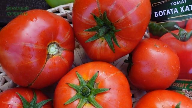 Томат БОГАТА ХАТА F1. Обзор сортов ТОМАТОВ! смотреть онлайн