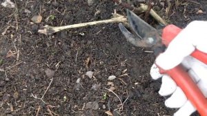 ОБРЕЗКА  клематисов  3 ГРУППЫ. Правильная  обрезка  для