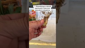 Формирование корней адениума 🌱 Срез и обработка