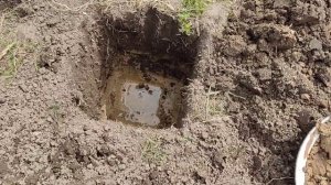 Жёлтая слива. 2024 год посадка!