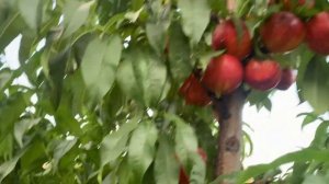 Нектарин Харко в 2023 году! Питомник Мирошниченко! Хорош