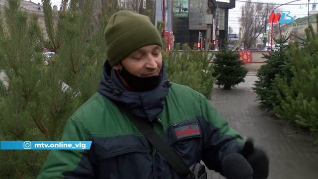 Волгоградцам рассказали, как правильно выбрать елку-д смотреть онлайн