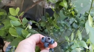 Лучшие сорта голубики для Жаркого климата и их аналог?
