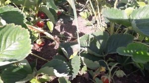 🍓🍓🍓КЛУБНИКА ((( РУССКИЙ РАЗМЕР)))