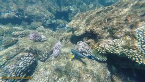 Шёпот волн.mp4