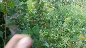 Обзор и дегустация крыжовника: орфей, галатея, неслухо