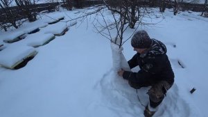 ПРОСТОЙ СПОСОБ!!! УБЕРЕЧЬ ЯБЛОНИ ОТ МЫШЕЙ И МОРОЗОВ!!! т?