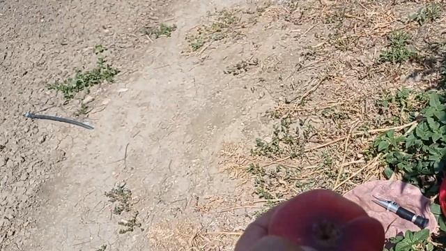 Персик УФО -3 смотреть онлайн