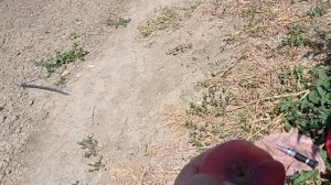 Персик УФО -3