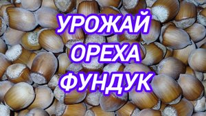 УРОЖАЙ ФУНДУКА